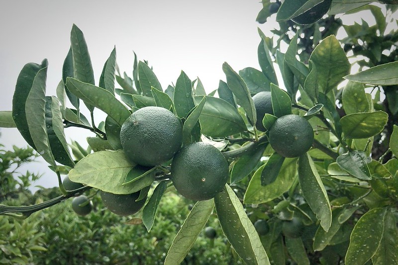 梅雨が明けて生育状況の確認。