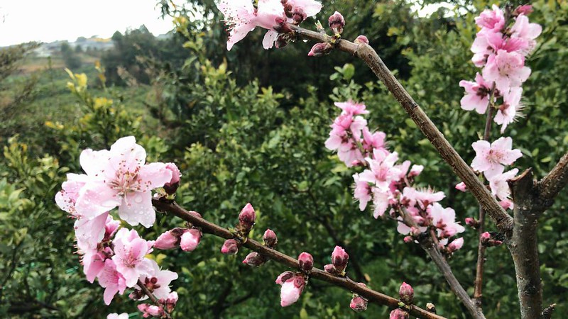 樹上完熟と貯蔵熟成。