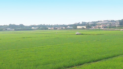 夏芽の頃。