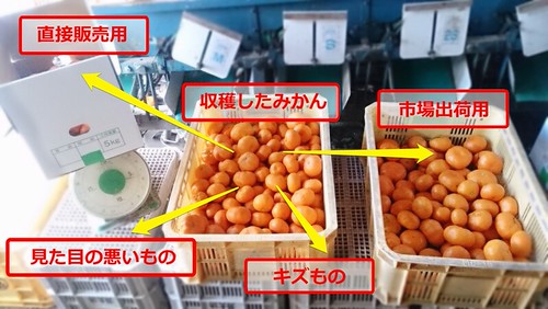 みかんの選果風景。