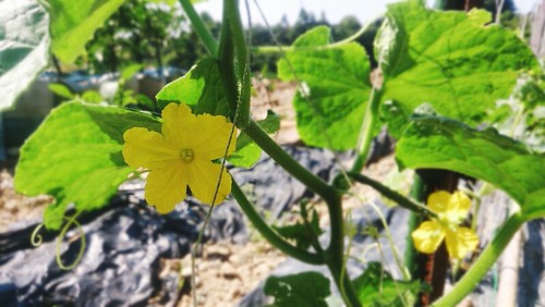自家用野菜は無農薬？
