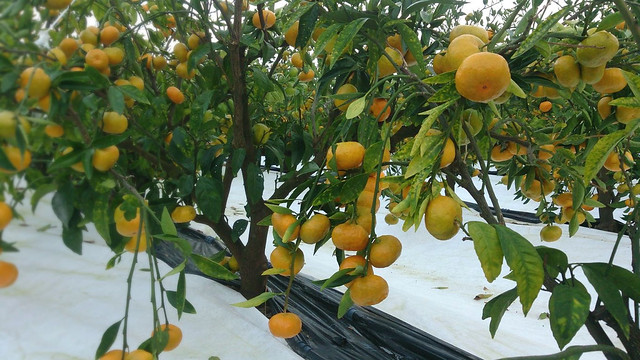 極早生みかんの生育状況－9月末編。