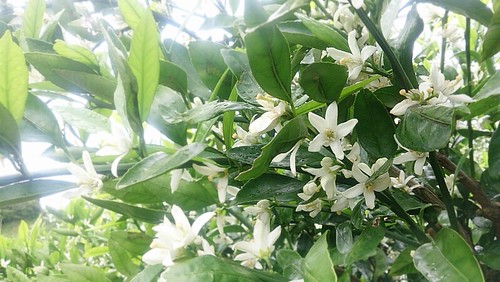 みかんの花が満開です。