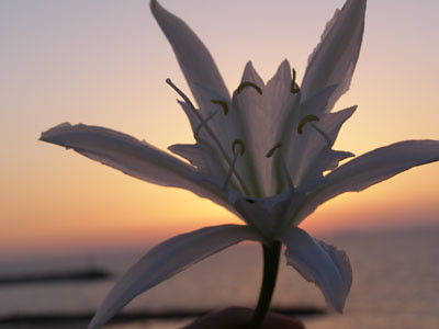 SmellyBlog: Beach Lily