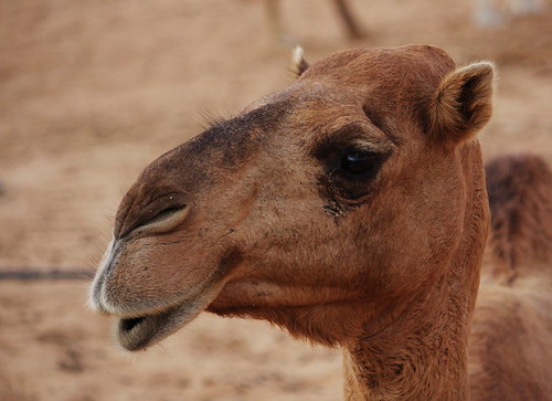 Best Dubai Desert Safari Experience – Top Tours, Adventures, and Travel Guide