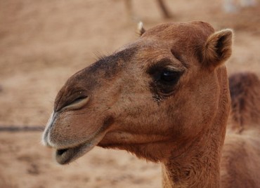Best Dubai Desert Safari Experience – Top Tours, Adventures, and Travel Guide