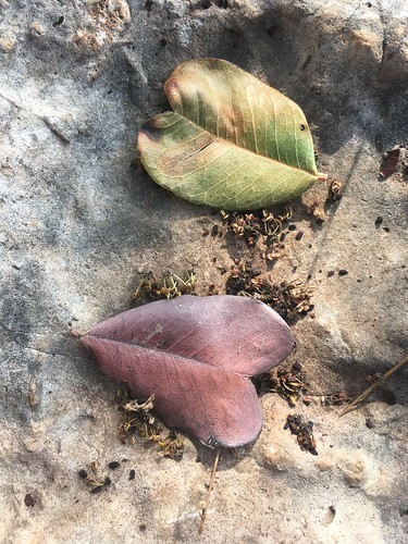 New Leaves in My Book
