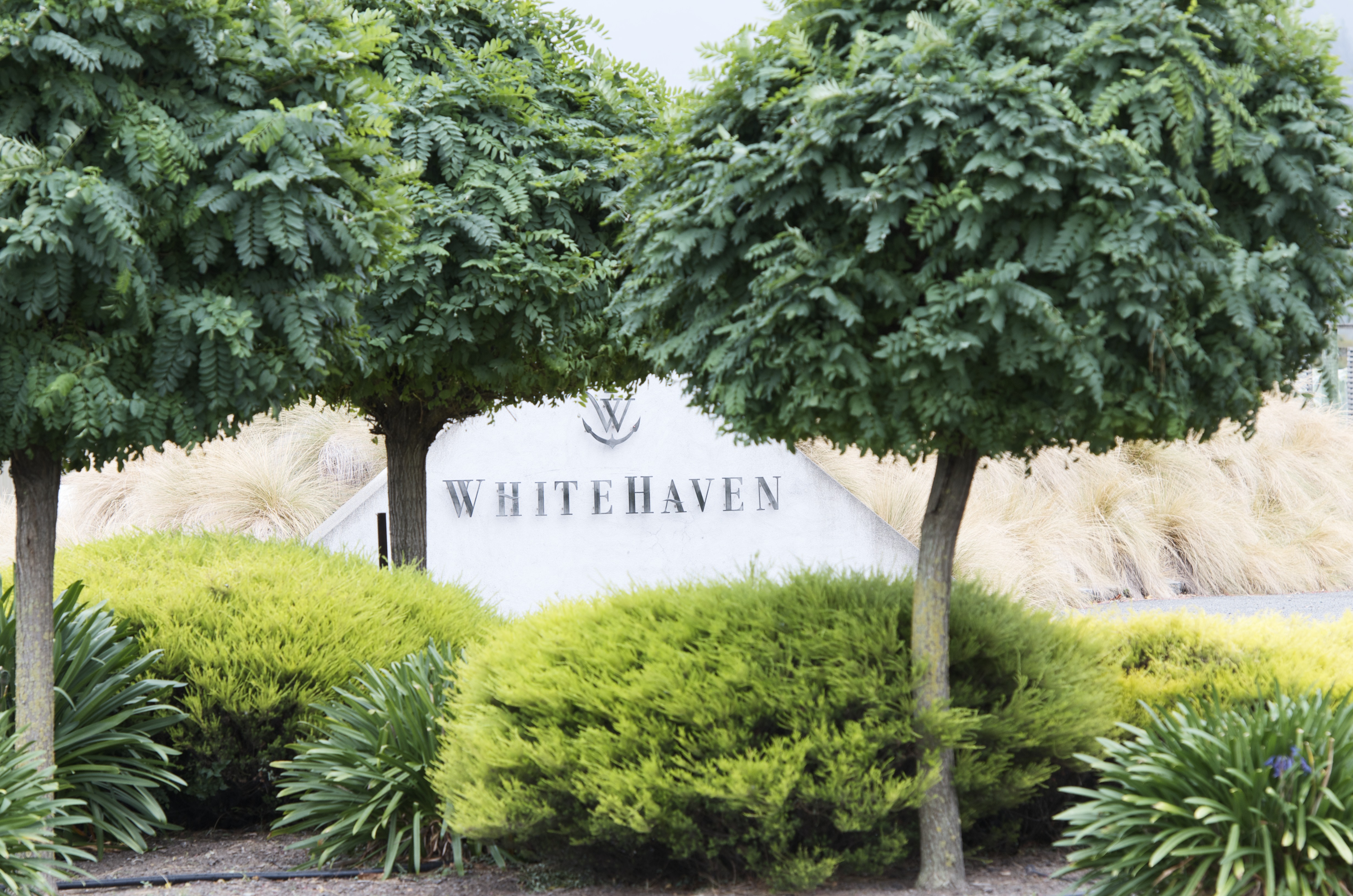 They have now been removed and a slope will be put in their place. Whitehaven Sauvignon Blanc 375ml Half Bottle 2019 Wine Com