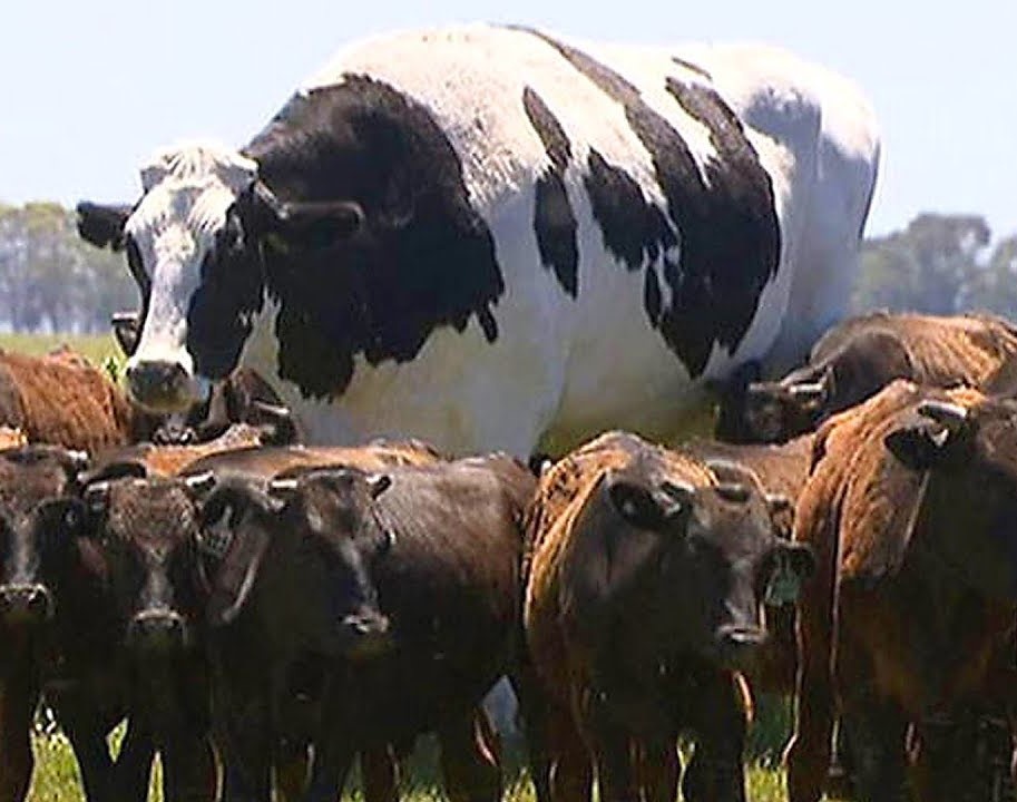 Ramaphosa Cows / Ankole Embryos Sell For Record Price In South Africa