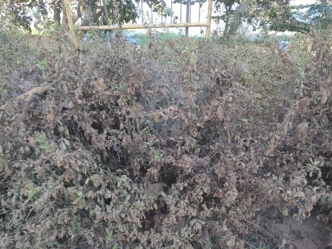 Rejuvenated Agara Lake in a sorry state due to lack of maintenance! 2