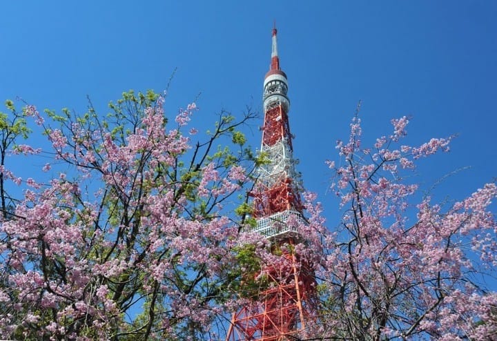 20 Tempat Terbaik untuk Melihat Sakura di Tokyo (Edisi Tahun 2020) | MATCHA  - SITUS WISATA JEPANG