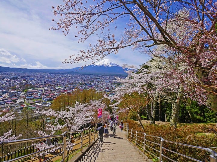 Pemandangan Indah Gunung Fuji Dan Bunga Sakura Yang Hanya Bisa Dinikmati Selama 2 Minggu Di Festival Sakura Matsuri! | Matcha - Situs Wisata Jepang 540_X_720_jpg