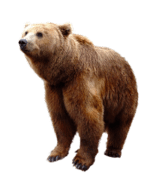 De ontem basta clicar na seta localizada na lateral da tabela que exibe os números sorteados:. Tabela De Grupos E Bichos Do Jogo Do Bicho Resultado Jogo Do Bicho