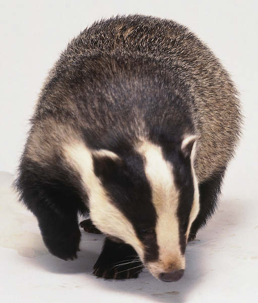 Eurasian badger Eurasian badgers are not solitary.