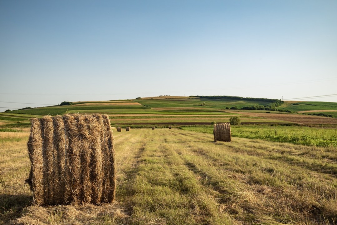 A hay field during harvest under a blue sky.