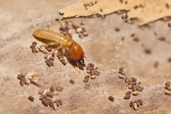 Learn about termite reproduction and the termite life cycle. Termite Pest Control Anti Termite Treatment Services India