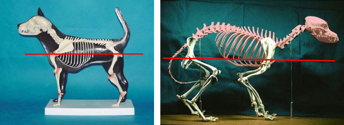 Betrachtungen zum Norwegergeschirr Geschirr Hund Tussangana mbey °N
