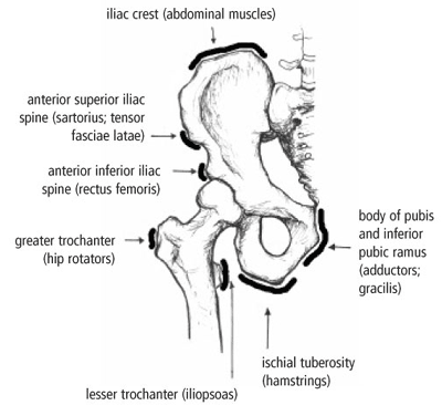 Apophyseal Avulsion Fracture Ric Size