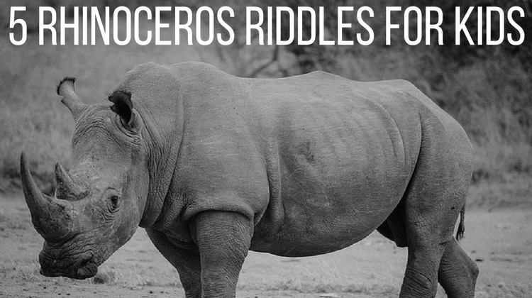 Rd.com humor riddles who doesn't love a good riddle? Rhinoceros Riddles