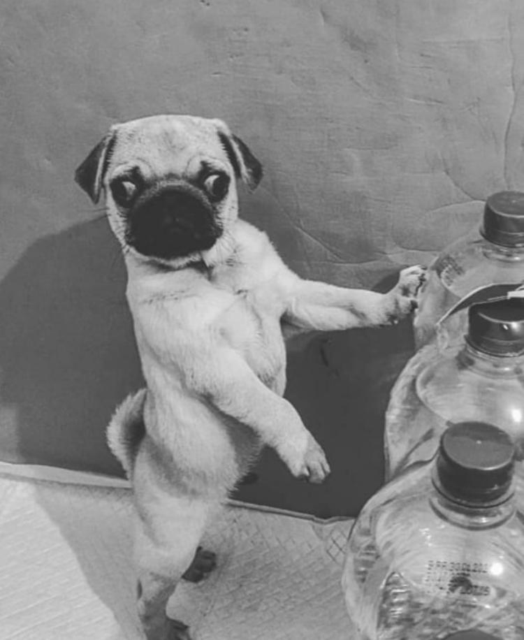 Dintre speciile genului dramatic, cele mai importante sunt comedia, drama şi tragedia. Argumentare Gen Dramatic O Scrisoare Pierduta De Ion Luca Caragiale DupÄƒ Modelul De Mai Sus E Brainly Ro