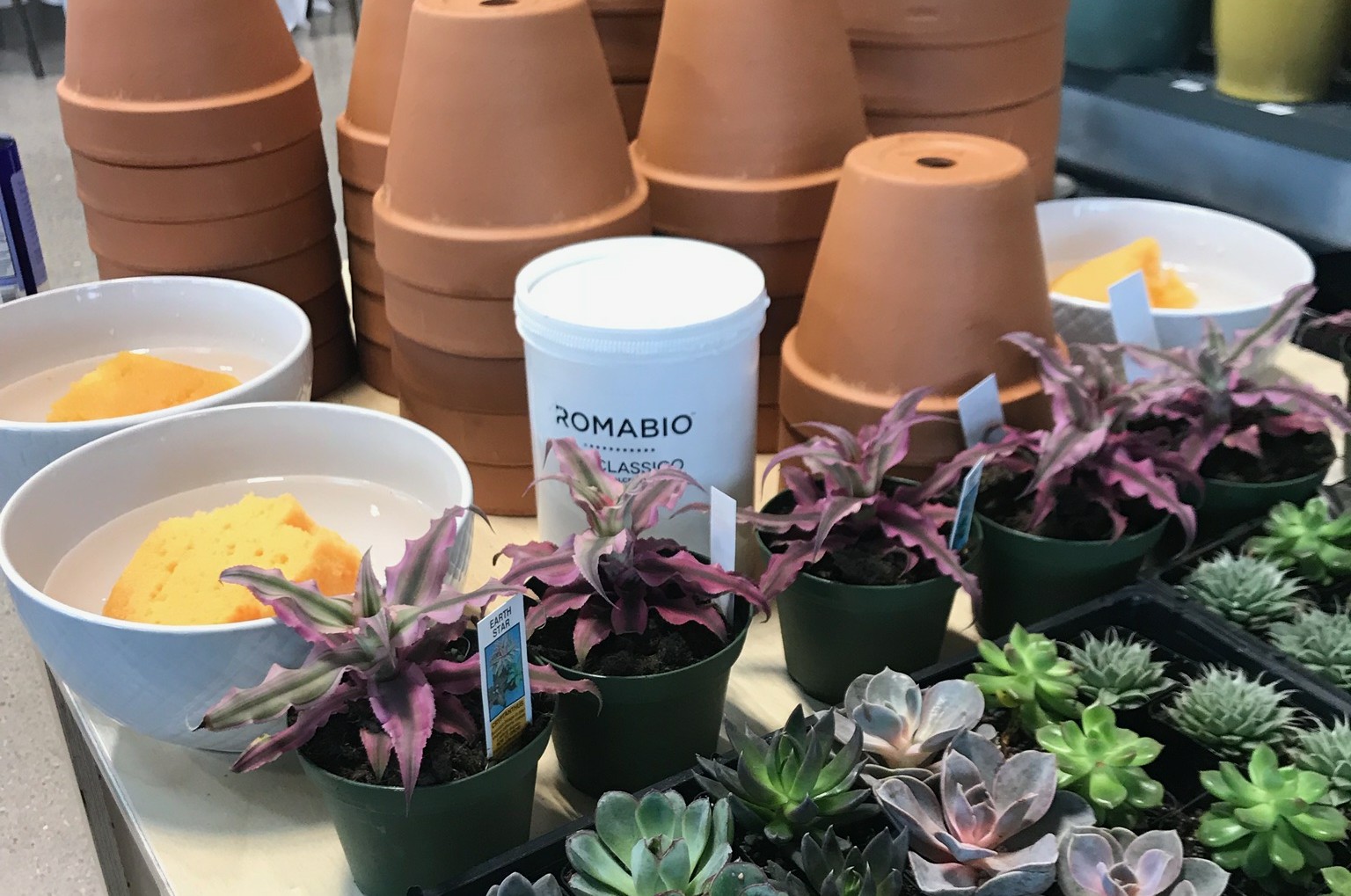 Classico Limewash + Terracotta Pots ROMABIO