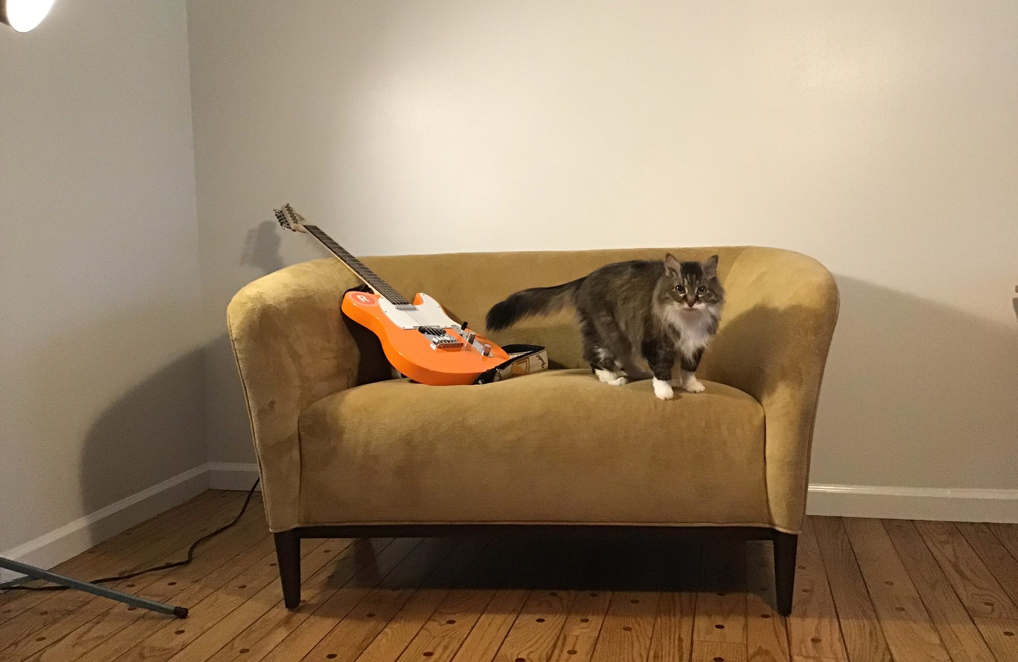 My guitar and cat