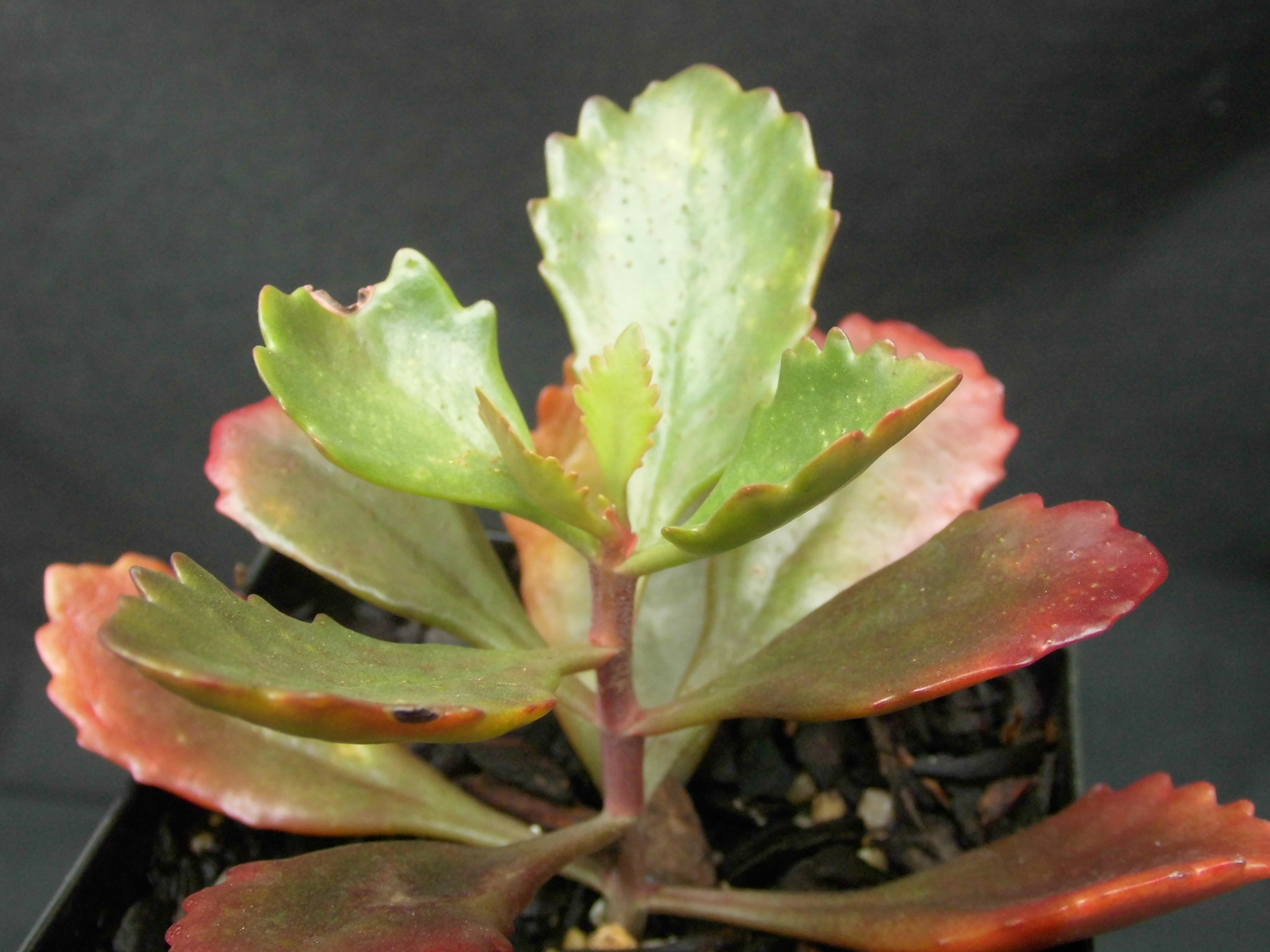 The victorian government has announced updates to victoria's covidsafe settings from 11.59pm wednesday 13 october. Kalanchoe sexangularis - Roraima Nursery