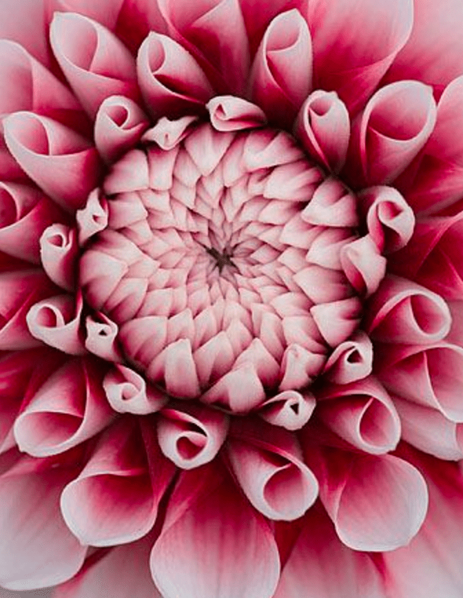 Image of a flower used by Rose Quartz in a blog post