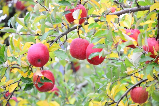台風15号や19号で落ちてしまったりんごや果物の農業支援や寄付する方法は？鉄拳のツイートでりんごの輪が広がって話題に。