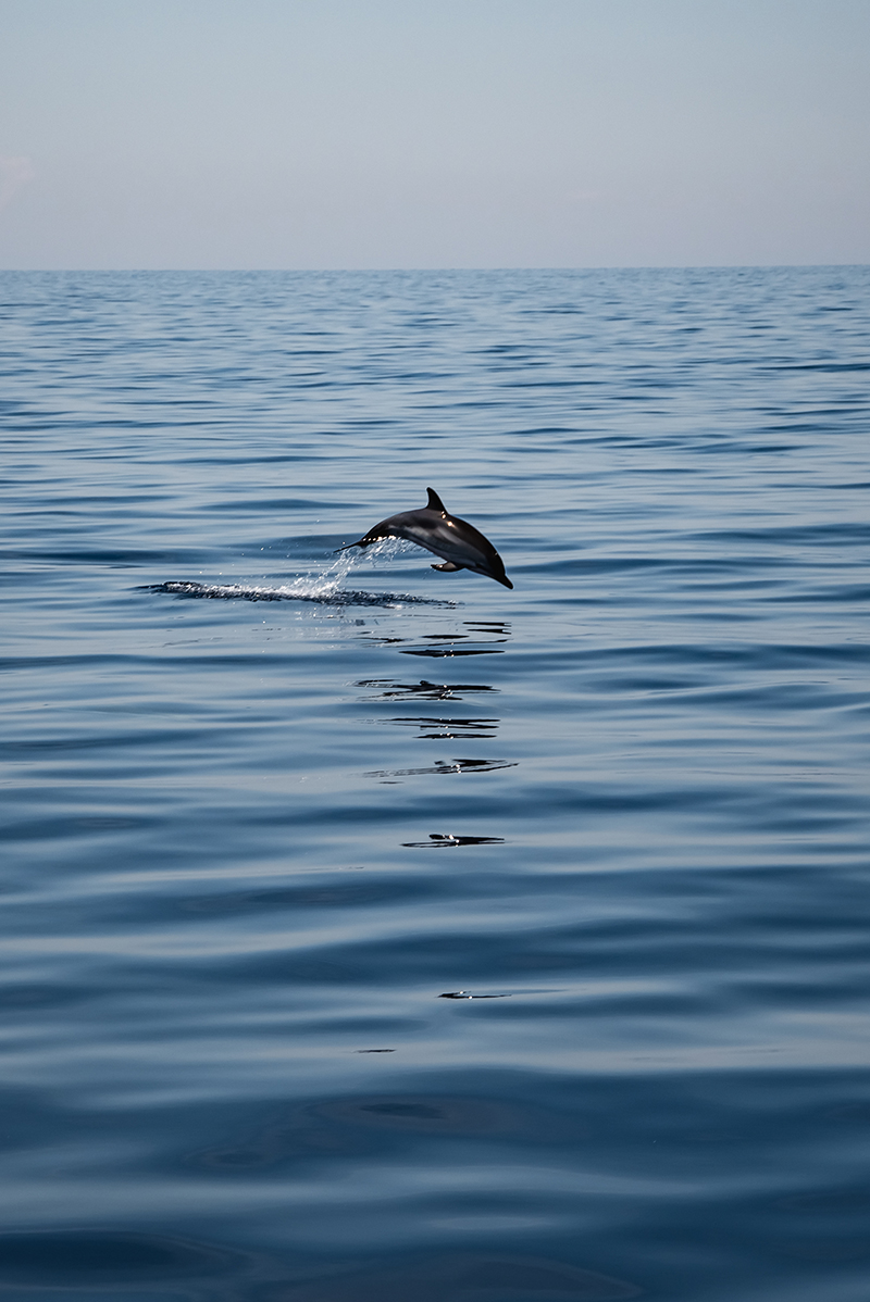 Saut dauphin