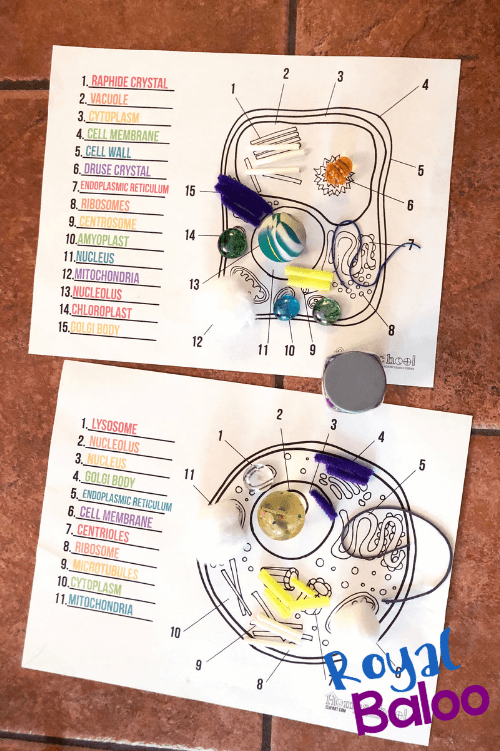 When you need to see a cellular tower location map to find your nearest cell tower, there are a few options, as shown by wilson amplifiers. Learn All About Cells With Slime Royal Baloo