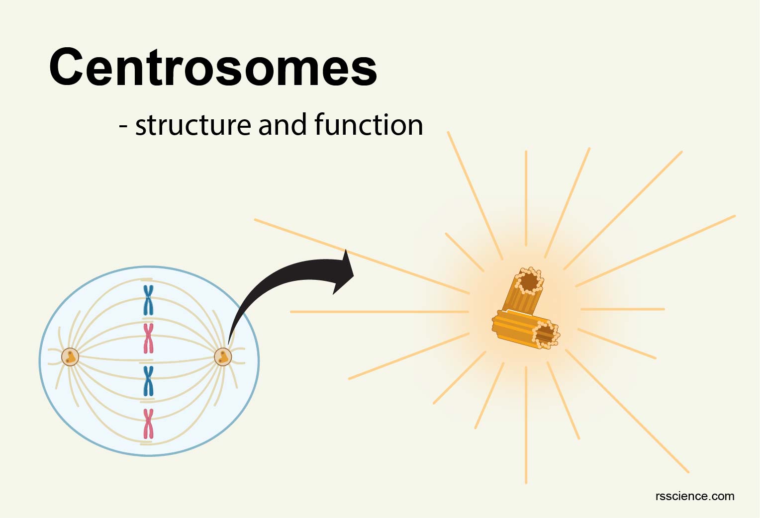 pics Centrosome Function In Plant Cell rs science
