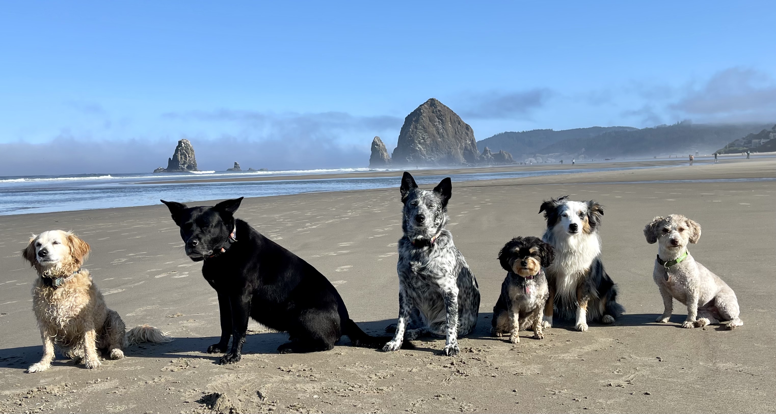 From Paws To Pages: Meet The Girl With A 6 Pack 2 Aubry's dogs.