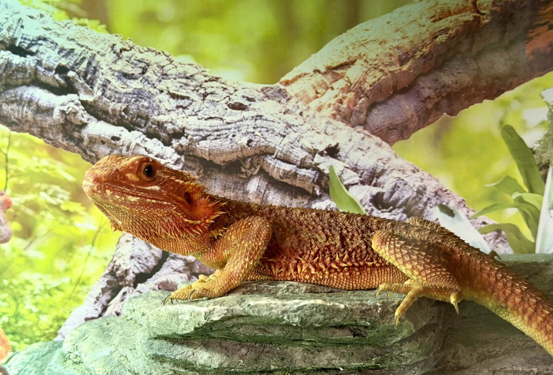 Reptile Adventure Zoo Opens This Week 19 ywAAAAAAQABAAACAUwAOw==