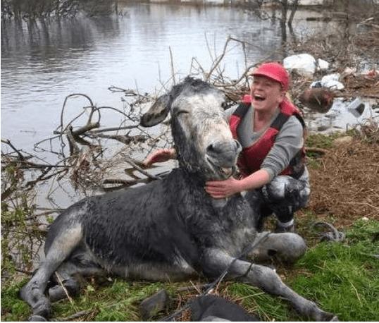 What is a design contest? Donkey Rescued From Flood Says Thank You With Toothiest Grin Straight From The Horse S Heart