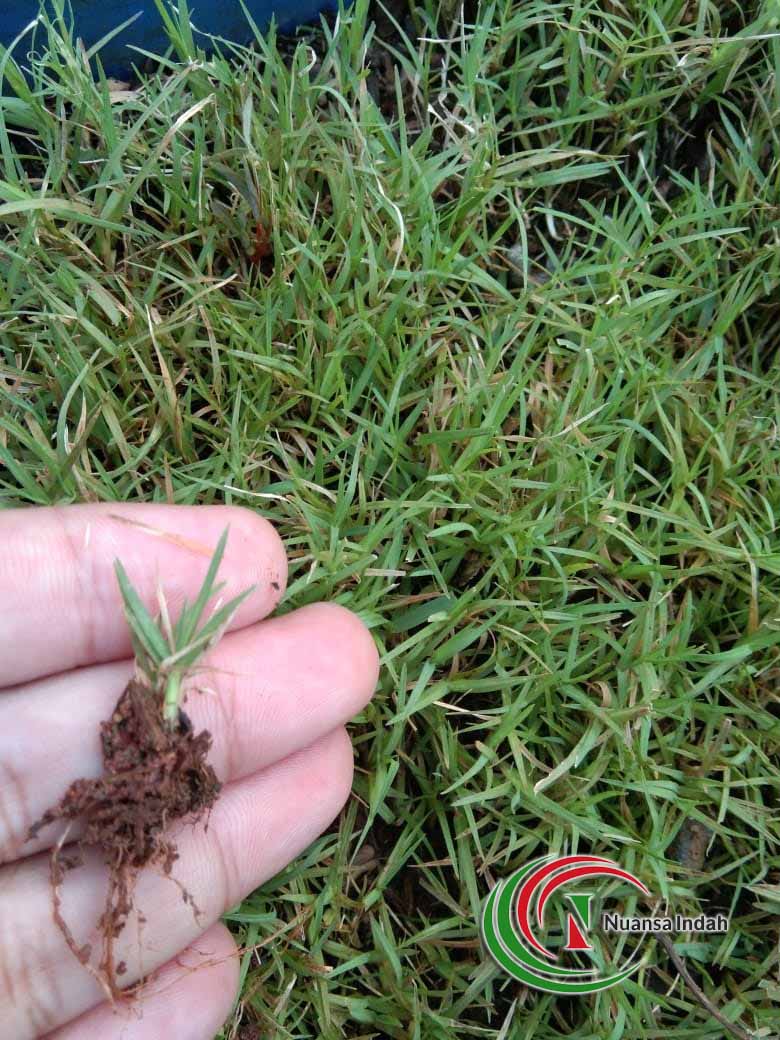 Jual Bibit Rumput Di Bogor Benih Rumput Swiss dan Jepang