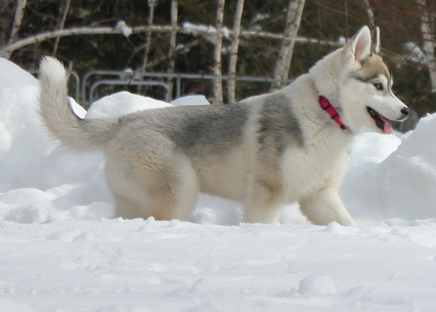 Meet the Pack Running with Huskies