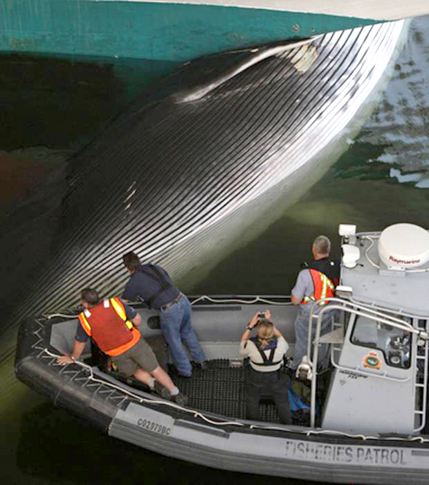 Blue Whales Spared Ship Collisions On Relocated Restored Ocean Pastures