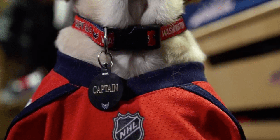 Ovechkin Dog Jersey Clearance, 52% OFF 