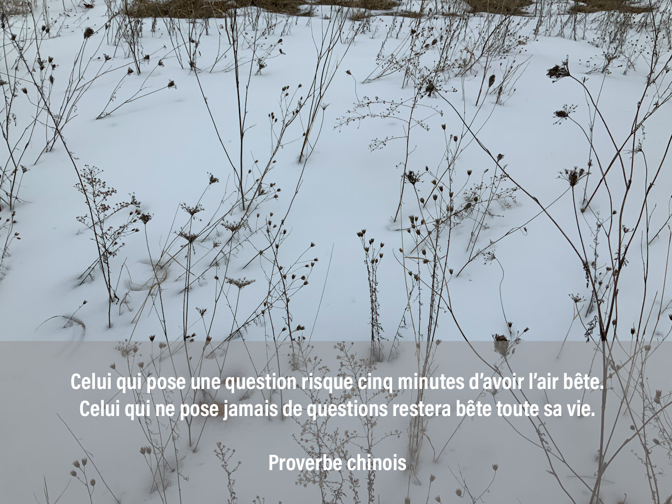 Poser Des Questions J 244 365 Jours De Photos Zen S Elever Par L Art