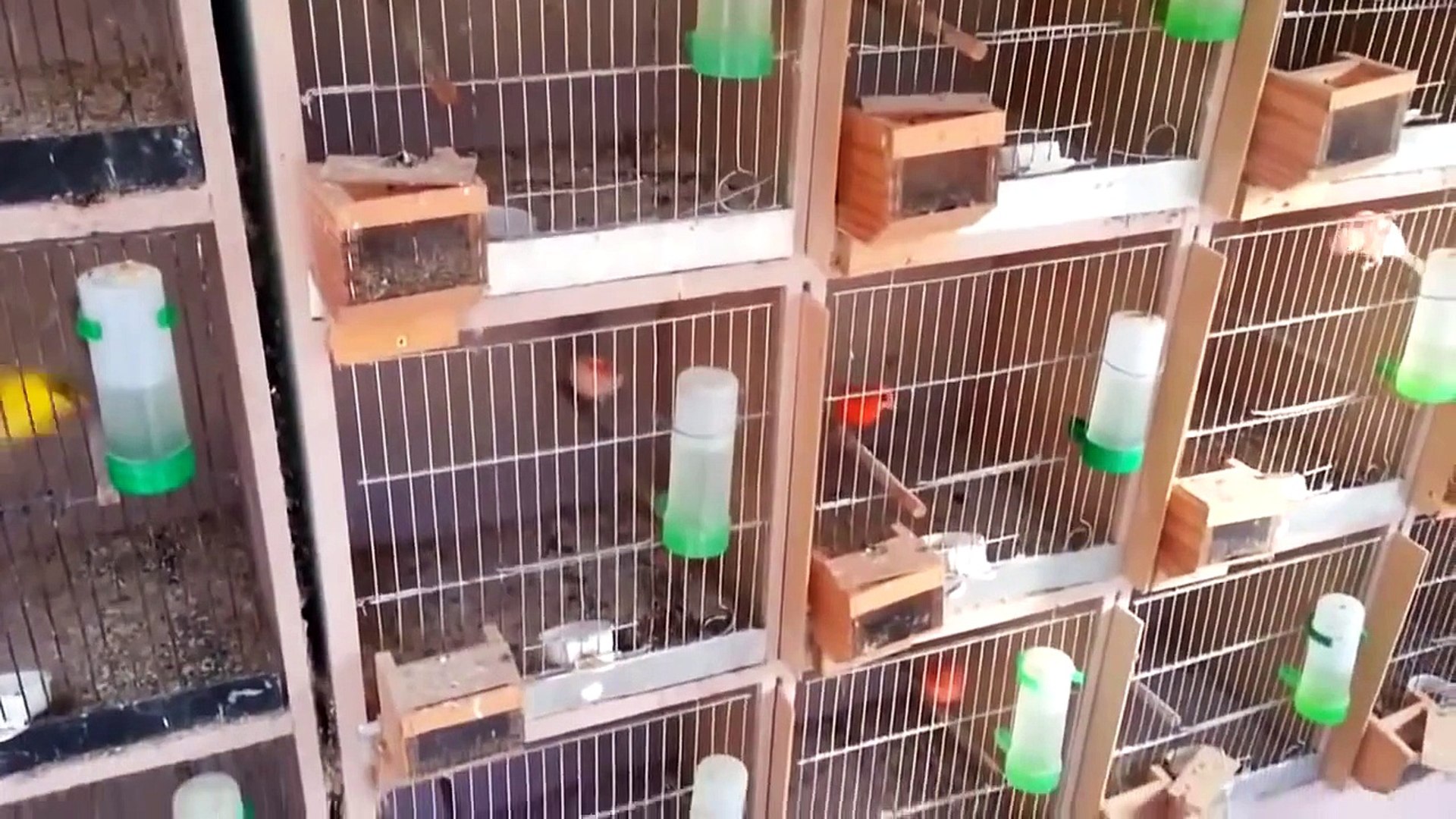 Kandang burung kenari sederhana dan bersih Cara ternak kenari hemat tempat  - video Dailymotion