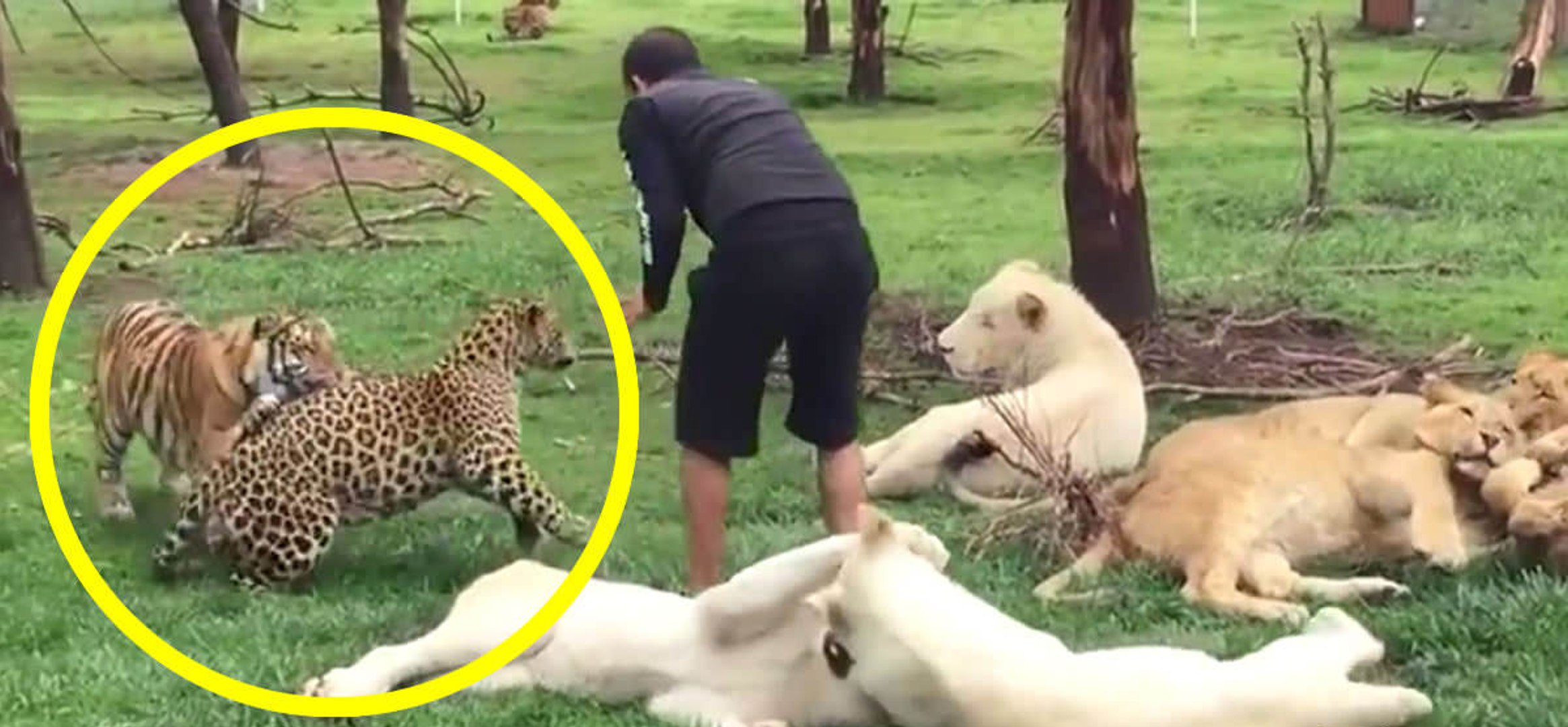 Un tigre sauve un homme de l&rsquo;attaque d&rsquo;un léopard - Vidéo Dailymotion