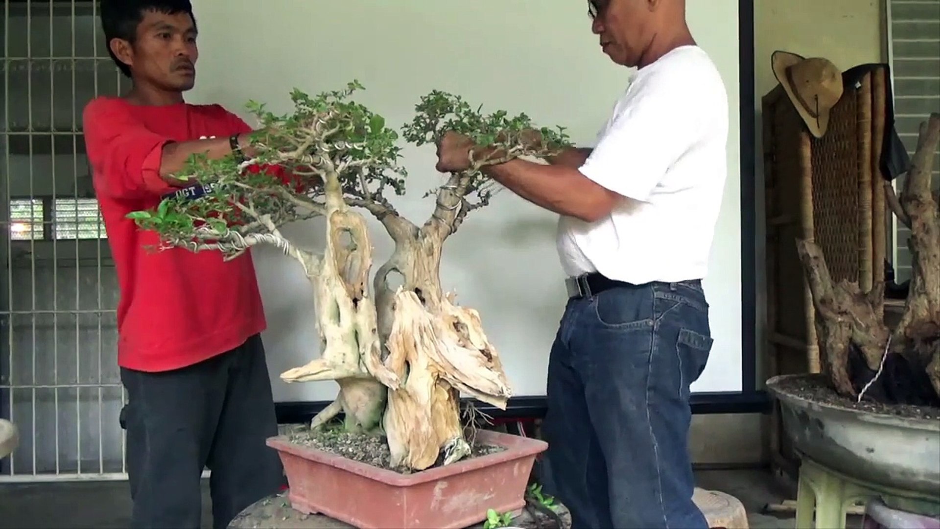Juvin jojo dulay was a bonsai hobbyist from iligan, philippines who did bonsai tutorials for free both online and in person. A Day In The Life Of Bonsai Iligan Ugly Twin Tree 15jdm2g5zti Video Dailymotion