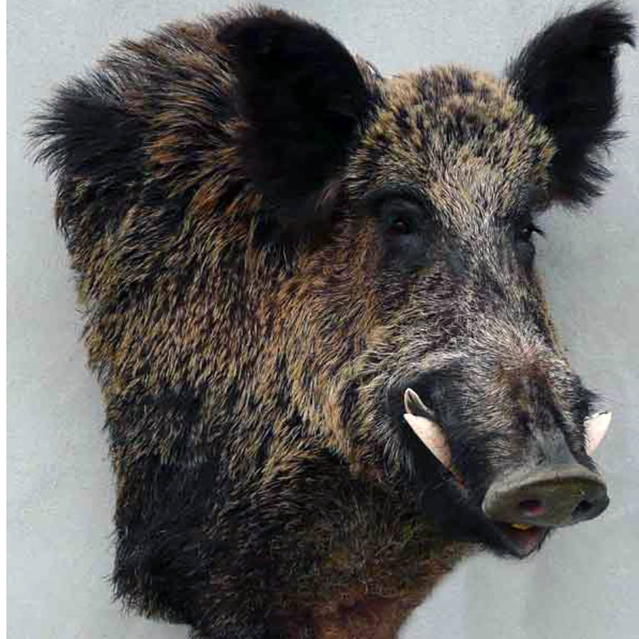 Tete De Sanglier Taxidermie Un Projet De Jacques Gilb