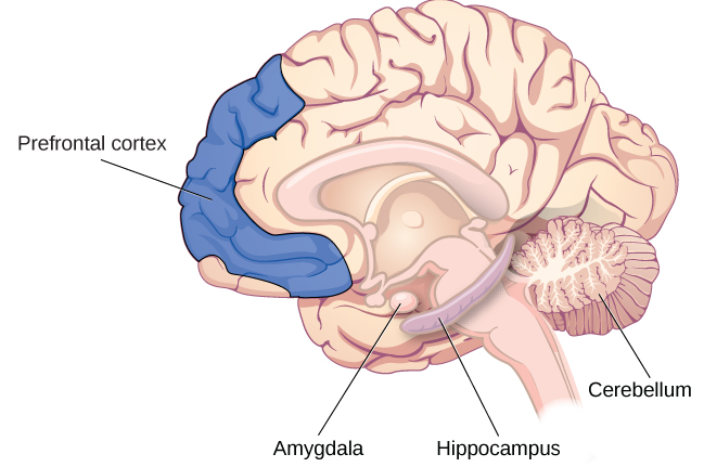 If you were someone who understood brain anatomy and were to look at the brain of an. Parts Of The Brain Involved With Memory Introduction To Psychology