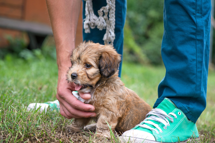 wallpapers Puppy Behavior Training<br /> 2