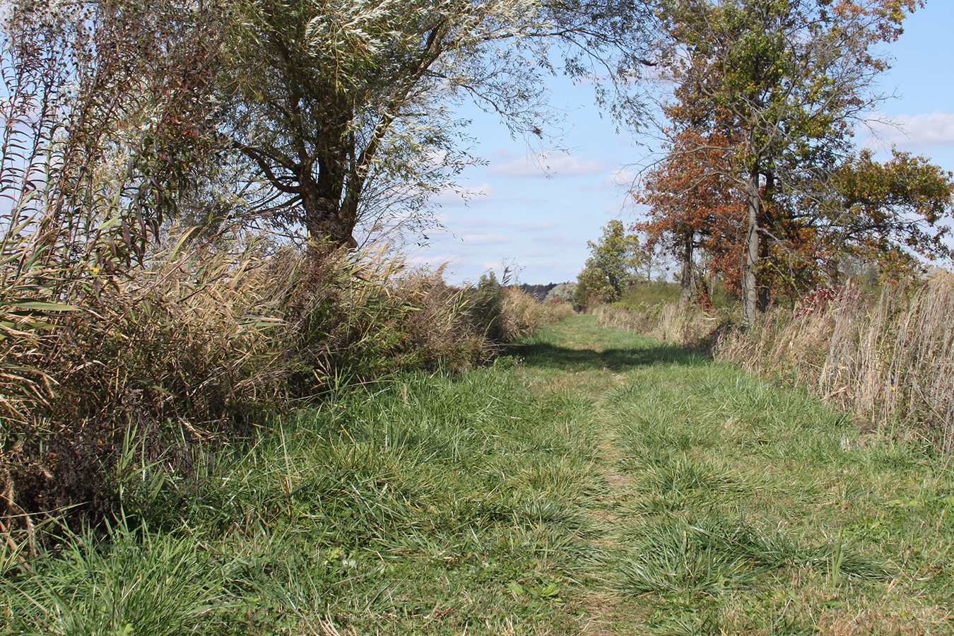 Learn how to remove the background of a photo, or make it transparent, using a few simple steps in photoshop or powerpoint. Car In The Forest Photoshop Tutorial - Chamira Studios