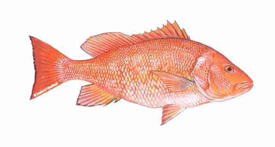 Reduced to end overfishing in the south atlantic. Snapper Seafoodsource