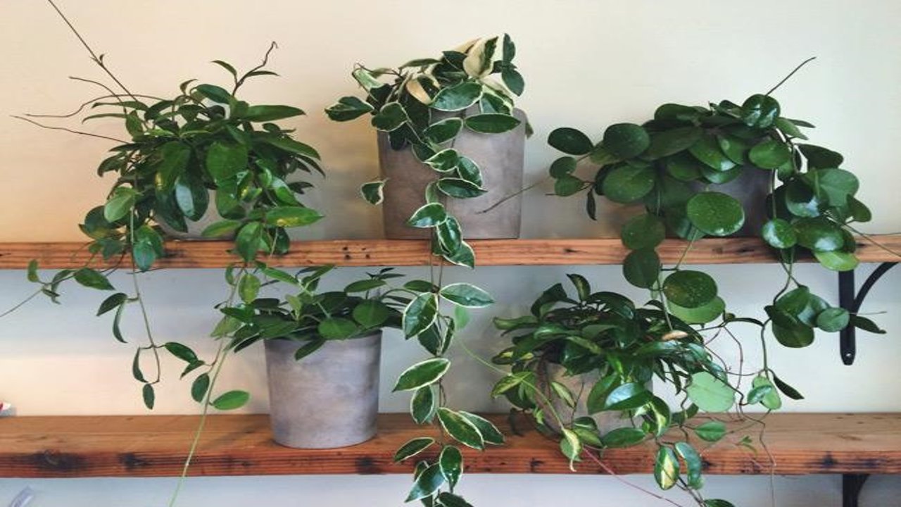 Ppt Buy Green Hoya Carnosa Plant Online Root Bridges Powerpoint Presentation Free To Download Id 90cd49 Ndjky