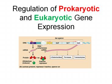 The activities of the regulatory . Ppt Regulation Of Prokaryotic And Eukaryotic Gene Expression Powerpoint Presentation Free To Download Id 75dc5b Mjm1n
